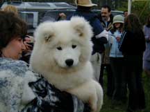 Samoyed Pup