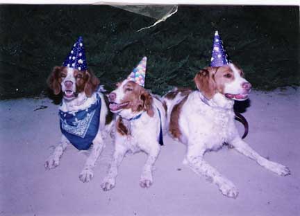 Dave and aileen's puppies