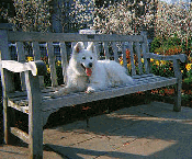 Sugar on a Bench