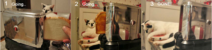 The Cat and the Toastolator